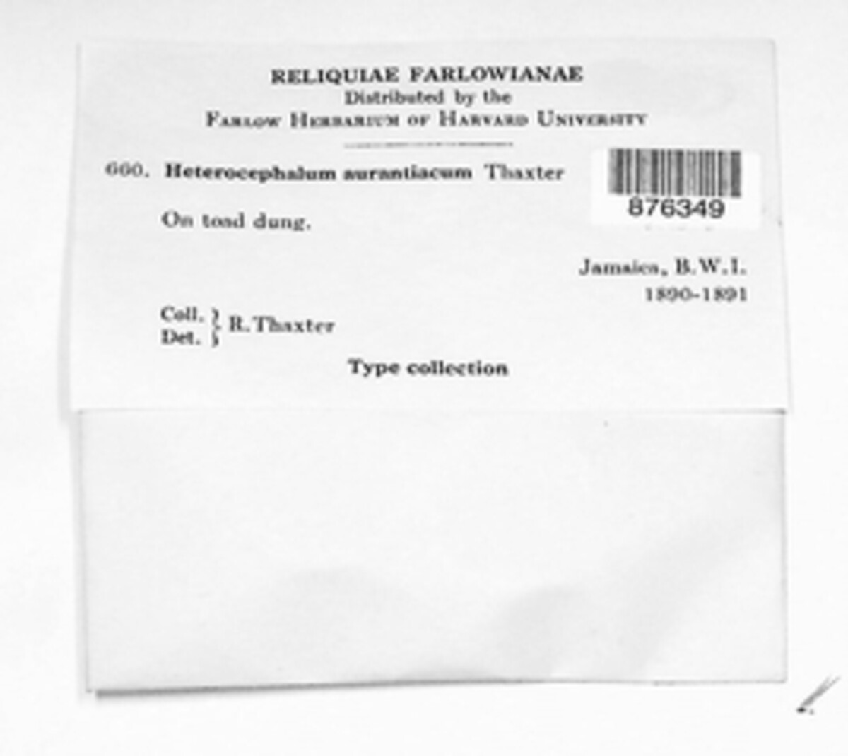 Heterocephalum aurantiacum image